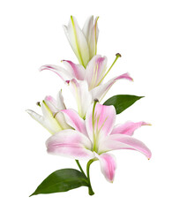Pink and white lily flowers (buds) in a floral arrangement isolated on white background