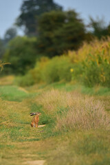 wild rabbit in the nature