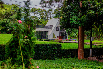 Close-up of natural atmosphere background with various trees growing along the edge of the mountain, bananas, moss ferns along the natural waterfall and cool breeze blowing through.