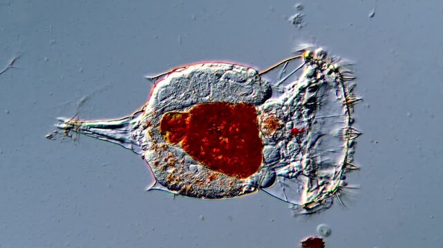 Protozoa Rotifer Activity Filmed in 4K Microscopy