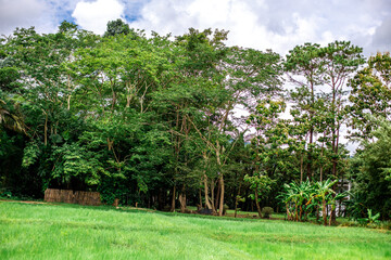 Close-up of natural atmosphere background with various trees growing along the edge of the mountain, bananas, moss ferns along the natural waterfall and cool breeze blowing through.