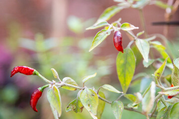 Chile piquin. It's a small, very hot chili pepper native to the Mexican state of Tabasco, where it's widely used in salsa.