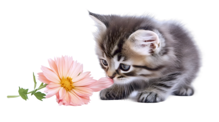 Kitten Exploring Flower