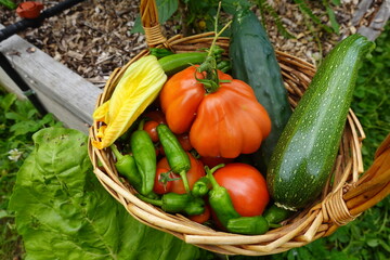 Farmer holding wicker basket with freshly picked vegetables
