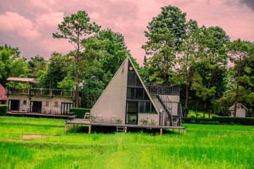 Obraz premium Close-up of natural atmosphere background with various trees growing along the edge of the mountain, bananas, moss ferns along the natural waterfall and cool breeze blowing through.