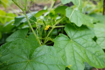 Melothria scabra, mouse melon growing on vine with yellow flower and water droplets