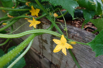 Cucumber plant blooming with yellow flowers in garden