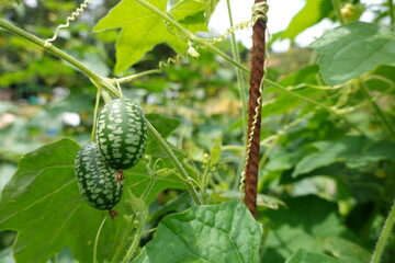 Melothria scabra, cucamelon growing on vine in garden
