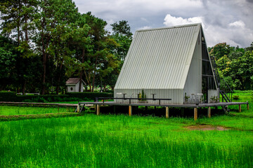 Obraz premium Close-up of natural atmosphere background with various trees growing along the edge of the mountain, bananas, moss ferns along the natural waterfall and cool breeze blowing through.