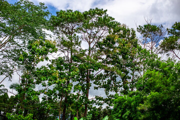 Close-up of natural atmosphere background with various trees growing along the edge of the mountain, bananas, moss ferns along the natural waterfall and cool breeze blowing through.