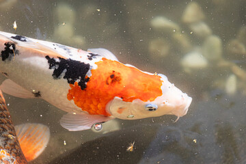 A tricolor koi carp coming to the water's surface, with its mouth slightly open and a small air bubble.