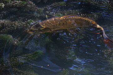 Elegant bronze-colored koi fish in a tranquil pond. The light reflects on its scales, creating a stunning effect.