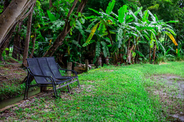 Obraz premium Close-up of natural atmosphere background with various trees growing along the edge of the mountain, bananas, moss ferns along the natural waterfall and cool breeze blowing through.