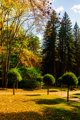 autumn in the park