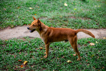 Naklejka premium natural backdrop with large mountains surrounding it,a clear sky with clouds flowing through, cool breeze blowing through the viewpoints at famous tourist attractions.An adventure during the journey.