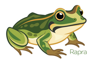 Captivating Green Frog Illustration A Detailed Depiction of Nature's Amphibian With Expressive Eyes and Vibrant Color Palette
