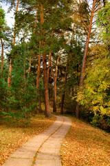 path in autumn forest