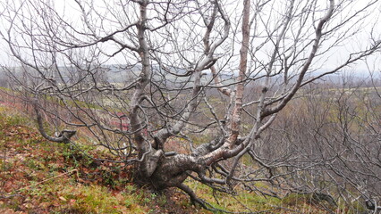 The crooked trunks of the birch trees of the northern forest intertwined with each other in a snakelike tangle on a rainy cloudy day in late autumn.