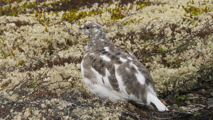 Tundra ptarmigans on polar forest on cloudy autumn day.