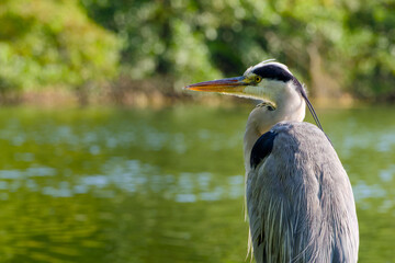 Grey heron standing by the lake with calm water background, close-up view