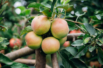Green apples with pink sides on a tree in the garden are hanging from a branch. An orchard.