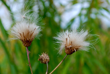 dried flowers of Cirsium arvense from the Asteraceae family with seeds ready to be dispersed in an autumn field
