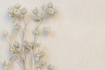 Dried hollyhock buds arranged on vintage craft paper background with space for text