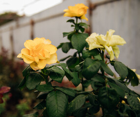 A yellow rose on a bush in a summer garden. Juicy bright greenery, blurred background. The beauty of nature. A blooming flower.