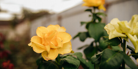 A yellow rose on a bush in a summer garden. Juicy bright greenery, blurred background. The beauty of nature. A blooming flower.