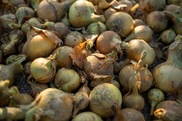 Freshly harvested onions spread across a farm field under warm sunlight during autumn season