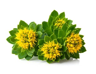 Rhodiola Rosea blooms isolated against white, close up botanical study
