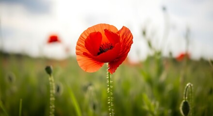 Obraz premium Vibrant Red Poppy in a Lush Green Field on a Cloudy Day.