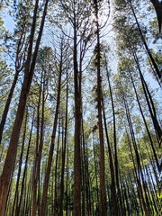 Fototapeta premium Tall pine trees with sunlight shining through branches against blue sky, perfect for forest background, nature wallpaper, eco concept, and outdoor adventure theme.