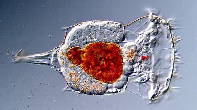 4K High Resolution Microscopy of Rotifers in Freshwater