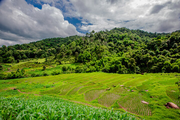 The close background of the green rice fields, the seedlings that are growing, are seen in rural areas as the main occupation of rice farmers who grow rice for sale or living.