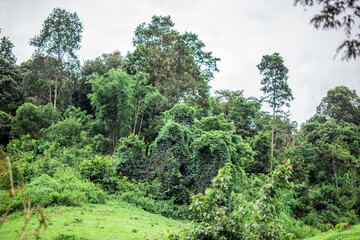 The close background of the green rice fields, the seedlings that are growing, are seen in rural areas as the main occupation of rice farmers who grow rice for sale or living.