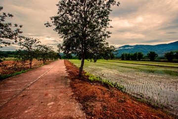 Obraz premium The close background of the green rice fields, the seedlings that are growing, are seen in rural areas as the main occupation of rice farmers who grow rice for sale or living.