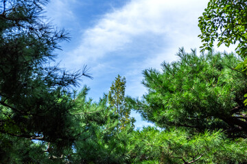 The beautiful forest and blue sky on summer season.