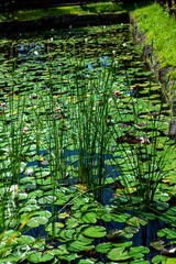 The beautiful pond grass and reflection on summer.