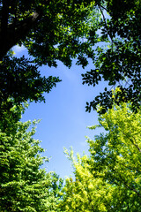 The beautiful forest and blue sky on summer season.