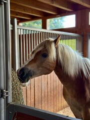Beautiful Haflinger Horse Eating Hay in Stable
