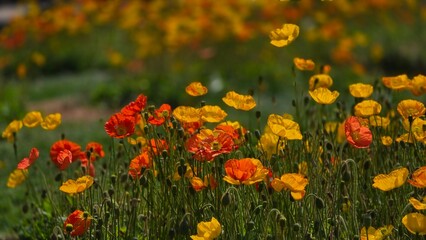 field of poppy flowers
