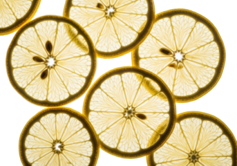 Delicate, translucent pale yellow lemon slices, overlapping, showing intricate structure, on a transparent background with ample copy space, high-key studio, abstract botanical art concept