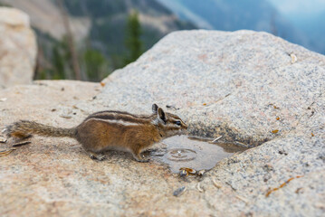Chipmunk