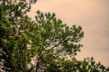 The close background of the green rice fields, the seedlings that are growing, are seen in rural areas as the main occupation of rice farmers who grow rice for sale or living.