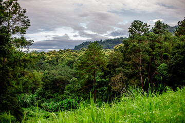 The close background of the green rice fields, the seedlings that are growing, are seen in rural areas as the main occupation of rice farmers who grow rice for sale or living.