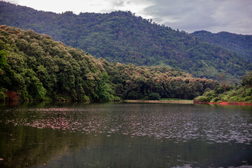 The close background of the green rice fields, the seedlings that are growing, are seen in rural areas as the main occupation of rice farmers who grow rice for sale or living.