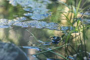 A curious frog looking at the camera while floating in a calm lake. A beautiful scene of wildlife in its habitat.