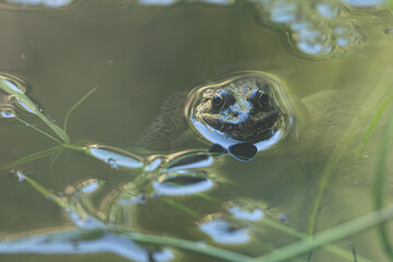 A wild frog emerging from the surface of a swamp. The soft light gives the image a dreamy and serene quality.