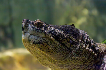 The majestic and prehistoric-looking head of a snapping turtle. The focus is on its detailed eye and textured skin.